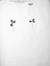 Sphaeria trifolii image